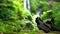 Lush nature tropical rainforest fern and moss near waterfall green background