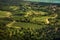 lush olive groves with nearby vineyards aerial view