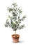 Lush olive tree in pot isolated