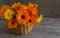 Lush orange bouquet of calendula flowers in a basket on a wooden background with a copy of space