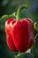 Lush organic bell pepper ripening in a vibrant greenhouse setting, showcasing natural growth