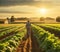 A lush organic farm bathed in golden sunlight