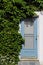 Lush overgrown ivy and blue screen door