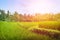 Lush paddy field of Bali early in the morning