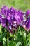 Lush petal flowers of garden irises