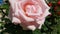 Lush petals of light pink rose flower closeup on green blurred background. Elegant luxuriant flower of rose bush growing in flower