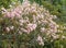 Lush pink calliandra bush in a grassy meadow