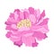 Lush pink flower. Vector illustration on a white background.