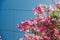 Lush pink flowery bougainvillea climber plant shot outdoor under strong sunshine