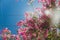 Lush pink flowery bougainvillea climber plant shot outdoor under strong sunshine