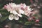 Lush pink inflorescence of apple tree