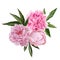 Lush pink peonies bouquet with leaves, hand drawn
