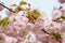 Lush pink sakura blooming on a rainy spring day. Cherry branch with flowers and small leaves. Nature and botany, plants with pink