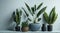 Lush plant in its pot and the small cactus in its tiny pot added a delightful touch of greenery to the pristine white background.