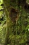 Lush plant life grows on a tree trunk in the Monteverde Cloud Forest Reserve in Costa Rica.