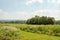 Lush plants and shrubbery in the summertime countryside.