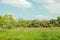 Lush plants and shrubbery in the summertime countryside.