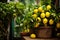 Lush Potted lemon tree. Generate Ai