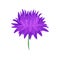 Lush purple flower with a lot of small petals. Vector illustration on white background.