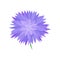 Lush purple flower. Vector illustration on white background.