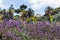 Lush purple sage flowers Salvia officinalis