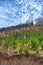 Lush purple vygie flowers and shrubs growing among the grass on Table Mountain in Cape Town, South Africa. Flora and