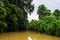 Lush rainforest along yellow water Sabah, Borneo. Malaysia.