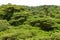 Lush rainforest canopy Monteverde Costa Rica