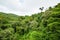 Lush rainforest canopy Monteverde Costa Rica