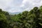 Lush rainforest canopy view