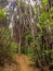 Lush rainforest near Picton, South Island, New Zealand