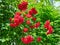 Lush Red Buds Adorn the Tea Rose Bush Rosa Odorata, The Latin Name