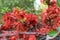 Lush Red flowers of Cydonia or Chaenomeles Japonica or Superba