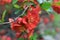 Lush Red flowers of Cydonia or Chaenomeles Japonica or Superba