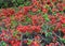 Lush Red flowers of Cydonia or Chaenomeles Japonica or Superba