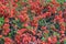 Lush Red flowers of Cydonia or Chaenomeles Japonica or Superba