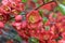 Lush Red flowers of Cydonia or Chaenomeles Japonica or Superba