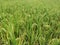 Lush rice tree on the paddy field