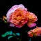 Lush rose flowers on dark background