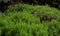 Lush rosemary bush with young shoots