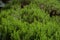 Lush rosemary bush with young shoots