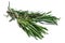 Lush rosemary twig on white