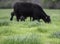 Lush ryegrass with cow in background out-of-focus