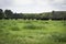 Lush ryegrass in pasture with beef cattle grazing in background