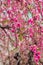 Lush sakura blossom in Asia