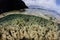 Lush Soft Corals Grow in Shallows of Raja Ampat