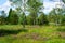 Lush Southern German Forest Reed Marsh