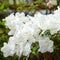 Lush sprawling branches of rhododendron with white flowers
