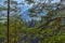 Lush sprawling green pines in a forest on a mountain slope