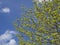 Lush spring green leaves on tree branch, blue sky, white clouds backgroud